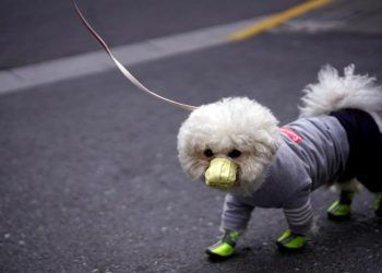 ¿Las mascotas pueden contagiar a sus dueños de coronavirus?