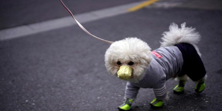 ¿Las mascotas pueden contagiar a sus dueños de coronavirus?
