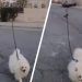 Hombre saca a pasear a perro usando dron para evitar infección por COVID-19