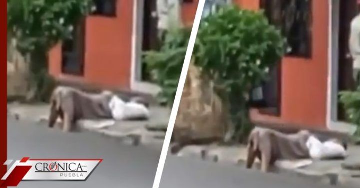 Indigna video de mujer desmayada en la calle; nadie la ayudó por miedo al COVID-19