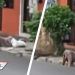 Indigna video de mujer desmayada en la calle; nadie la ayudó por miedo al COVID-19