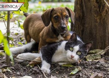 ¿Los dueños pueden aplicar gel antibacterial a sus mascotas durante la cuarentena?
