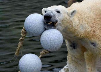 Por falta de alimento ante el COVID-19, sacrificarán animales en zoológico de Alemania
