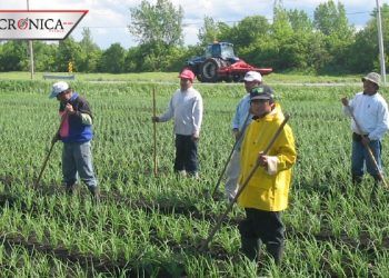 Revelan que en Canadá hay 19 empleados del campo infectados con COVID-19
