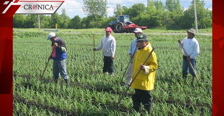Revelan que en Canadá hay 19 empleados del campo infectados con COVID-19