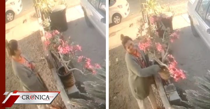 #LadyMacetas: la historia de robo y arresto de una mujer en cuarentena (VIDEO)