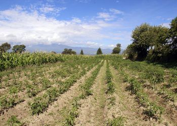 Diputado del PRI pide apoyo para campesinos afectados por crisis de COVID-19 en Puebla