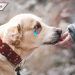 Reportan aumento en abandono de mascotas en Puebla ¡por miedo al coronavirus!