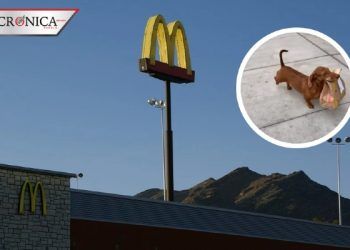 Perro salchicha se hace viral por trabajar como repartidor en cuarentena