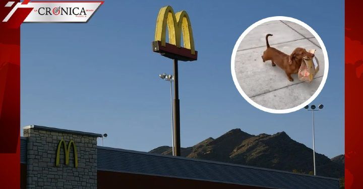 Perro salchicha se hace viral por trabajar como repartidor en cuarentena