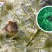 Expertos señalan que el coronavirus volvería más agresivas a las ratas