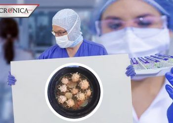 ¿A prueba de infecciones? Inventan coronalbóndigas para calmar el hambre