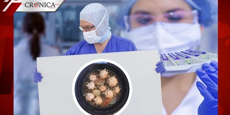 ¿A prueba de infecciones? Inventan coronalbóndigas para calmar el hambre