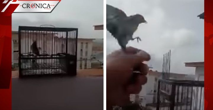 Hombre reflexiona sobre cuarentena por coronavirus y libera a todas sus aves (VIDEO)