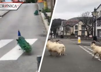 Cabras, pavos y osos: los animales que invadieron el mundo durante la cuarentena