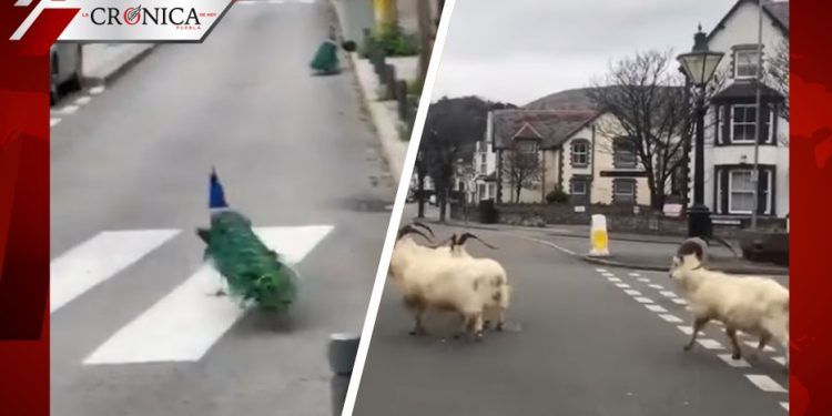 Cabras, pavos y osos: los animales que invadieron el mundo durante la cuarentena