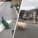 Cabras, pavos y osos: los animales que invadieron el mundo durante la cuarentena