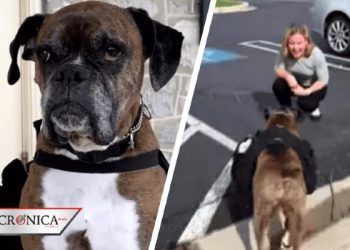 Perra sed: empresa de EU entrena a perrita para entregar vinos en cuarentena