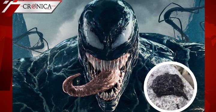 ¿Venom? La ciencia explica todo sobre extraña criatura hallada en Estados Unidos