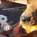 En Brasil aumenta adopción de animales por soledad de la cuarentena