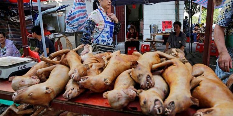 Shenzhen, primera ciudad china en prohibir consumo de carne de perros y gatos