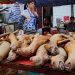 Shenzhen, primera ciudad china en prohibir consumo de carne de perros y gatos