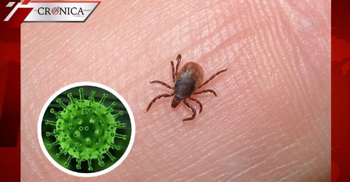 Científicos aseguran que tratamiento contra piojos no elimina coronavirus