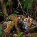 Tigresa del zoológico de Nueva York dio resultado positivo a COVID-19