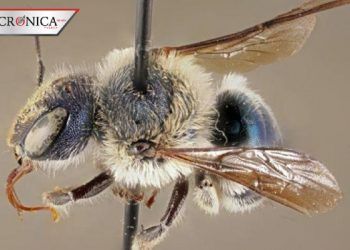 ¿Estaba extinta? Expertos reportan presencia de rara abeja azul en Miami