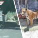 Profepa asegura a tigre que fue captado deambulando por calles de Jalisco