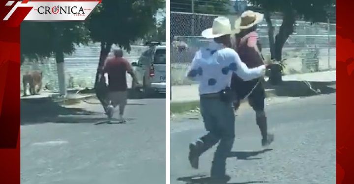 ¡Dime vaquero! Hombre se hace viral por atrapar a tigre con un lazo (VIDEO)