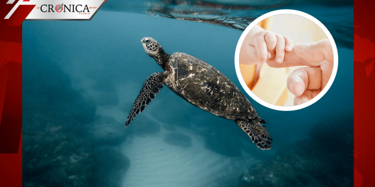 Fallece bebé a la que brujo le dio sangre de tortuga para ‘curarla’ de la COVID-19