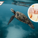 Fallece bebé a la que brujo le dio sangre de tortuga para ‘curarla’ de la COVID-19