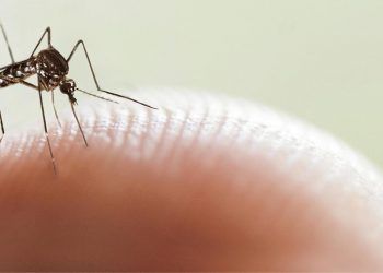 Aumentan casos de dengue en Jalisco