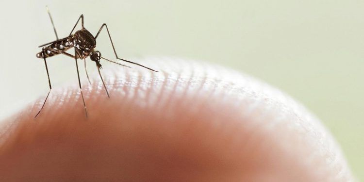 Aumentan casos de dengue en Jalisco
