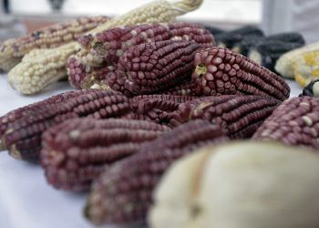 Consumo responsable para elevar la sustentabilidad del campo mexicano