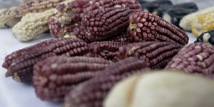Consumo responsable para elevar la sustentabilidad del campo mexicano