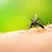 Prende alarma aumento de dengue