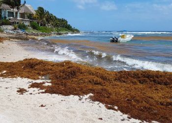 Playas de México están limpias de sargazo