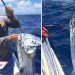 Capturan pez remo, especie que relacionan con mito sobre maremotos, en Cozumel