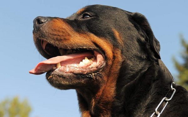 Perros atacan a ladrón que intentó saquear un taller en Puebla