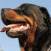 Perros atacan a ladrón que intentó saquear un taller en Puebla