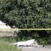 Cadáver de un hombre fue ubicado en San Martín Texmelucan
