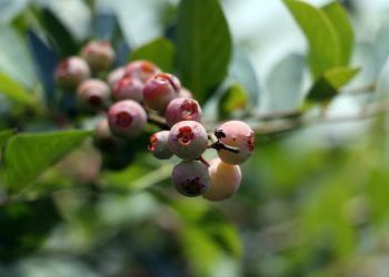 Puebla, principal productor nacional de arándano azul orgánico