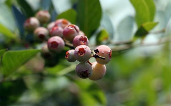 Puebla, principal productor nacional de arándano azul orgánico