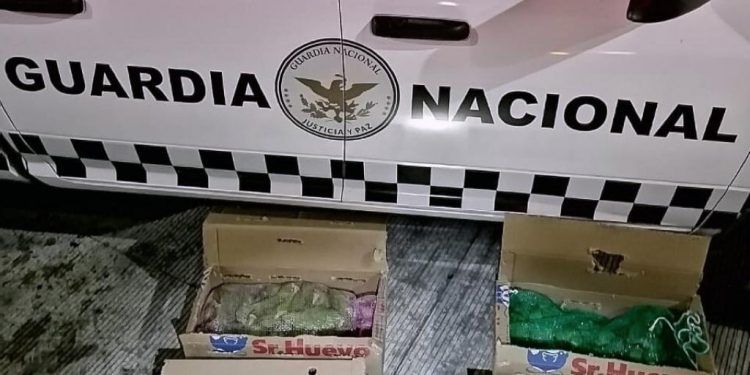 Guardia Nacional rescata 60 loros de un autobús en Texmelucan