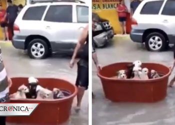 Familia conmueve a redes por rescatar a perritos ante la llegada del huracán Hanna
