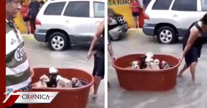 Familia conmueve a redes por rescatar a perritos ante la llegada del huracán Hanna