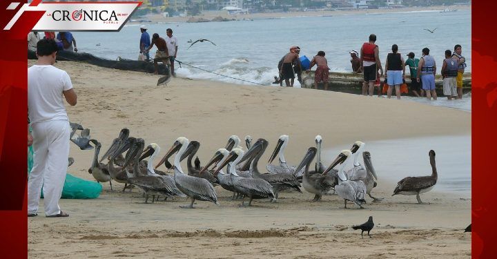 Guerrero, en color anaranjado: reabren playas y zonas turísticas en Acapulco