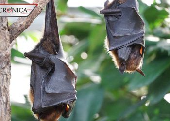 Murciélago gigante: la verdad sobre el animal localizado en Filipinas